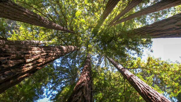 Best Tree Health Inspection  in Yermo, CA