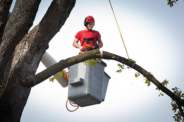 Reliable Yermo, CA Tree Services Solutions