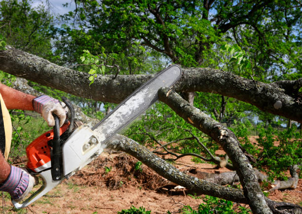 How Our Tree Care Process Works  in  Yermo, CA